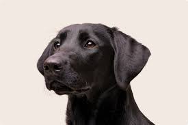 Cute Dog Image